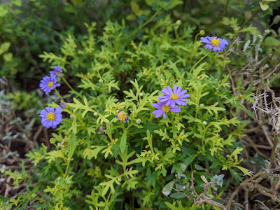 秋に咲くブラキカム・ゴールドマットの花