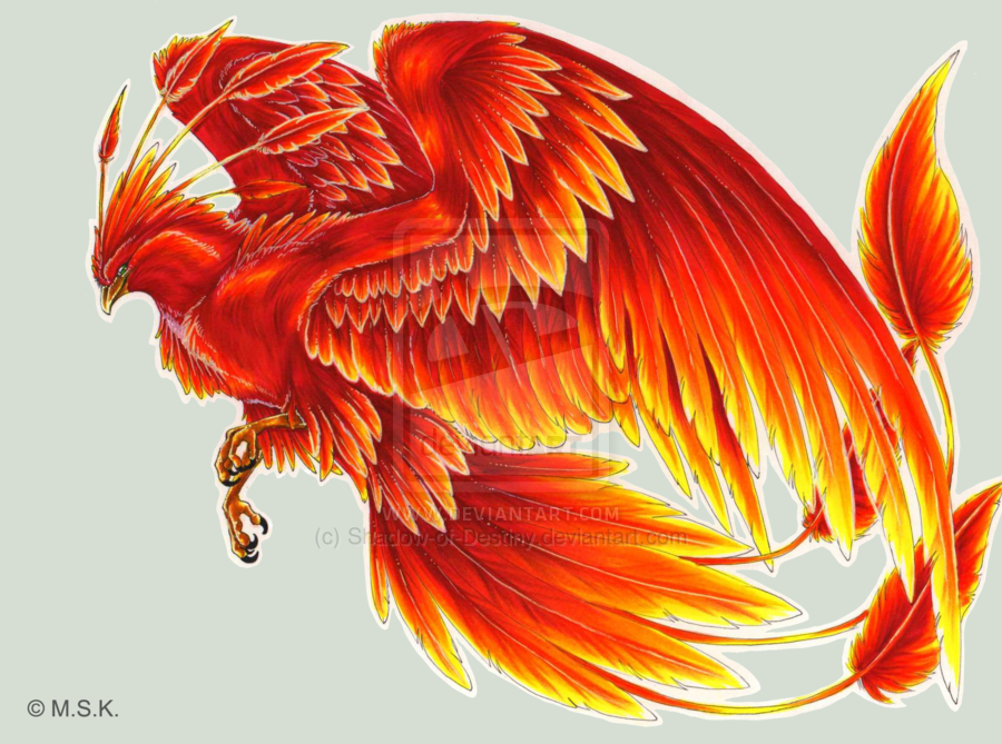  Gambar Hewan Mitologi  Api Dunia Sosboks Phoenix Burung 