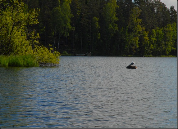 haukijärvi sudenkorento 028