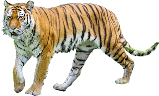 Tiger walking HD PNG Images