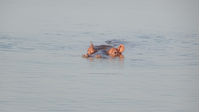 Hippos are time robbers