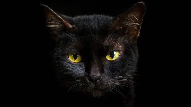 ¿Por qué los gatos negros se asocian con Halloween y la mala suerte?