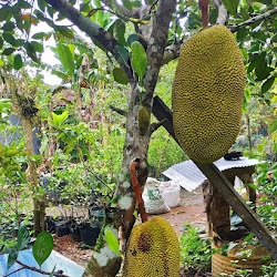 Jual Pohon Bibit Nangka Bajong Cepat Buah