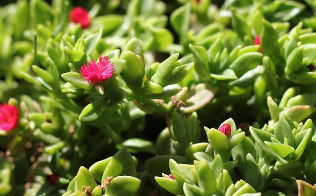 Aptenia Cordifolia Flowers Pictures