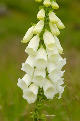 Foxglove Digitalis purpurea white