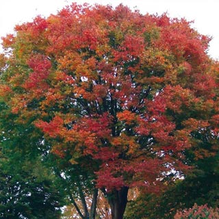 Arboles Zelkova Cuidados, Cultivo y multiplicacion