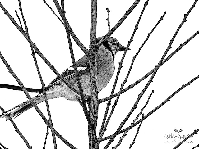 Print of blue jay