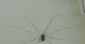 気持ち悪い 足が長い蜘蛛みたいな虫 ザトウムシは足が取れると死ぬ 毒や害はあるのか