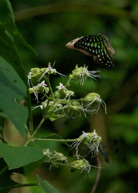  Tailed Jay (Graphium agamemnon)