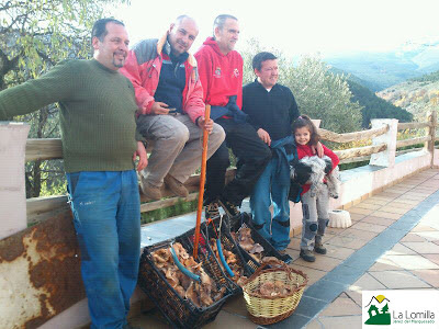 recogida de setas níscalos rovellones lactarius deliciosus en sierra nevada  jerez marquesado guadix