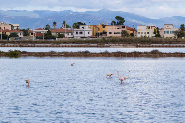 Fenicotteri rosa al Parco naturale Molentargius-Saline a Cagliari