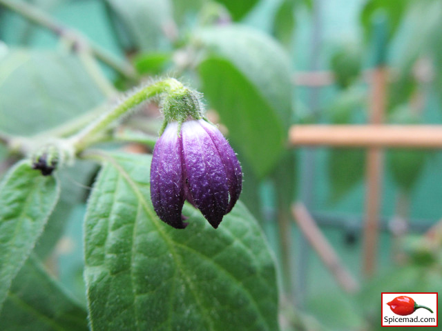 Alberto's Locoto Flower - 14th July 2020