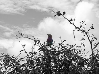 鳥と空