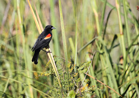 Red-shouldered Blackbird, Cuba - Simon Colenutt - The Deskbound Birder
