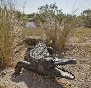 The Dangerous American Alligator