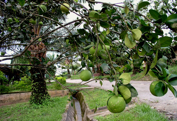 green fruit, blogger indonesia 6