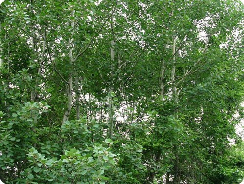 populus-tremula