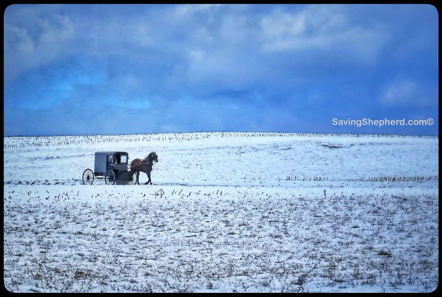 https://www.savingshepherd.com/