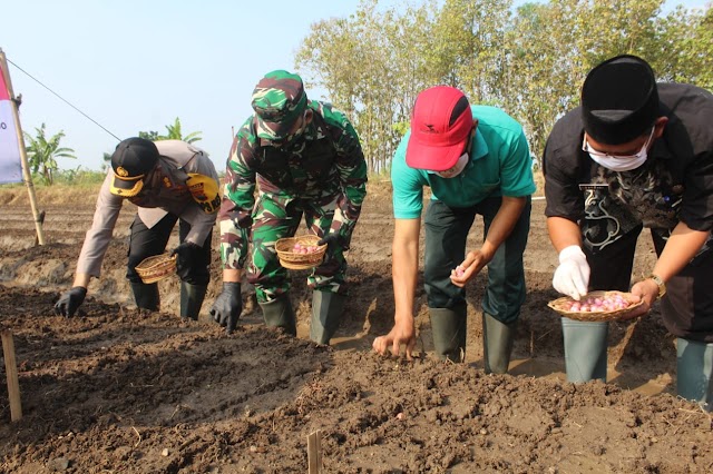 DISPERTAN SUKOHARJO GANDENG KODIM & POLRES BERDAYAKAN BAWANG MERAH DI POLOKARTO