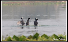 Fighting couples of common coot