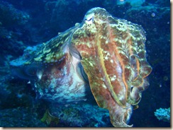cuttlefish