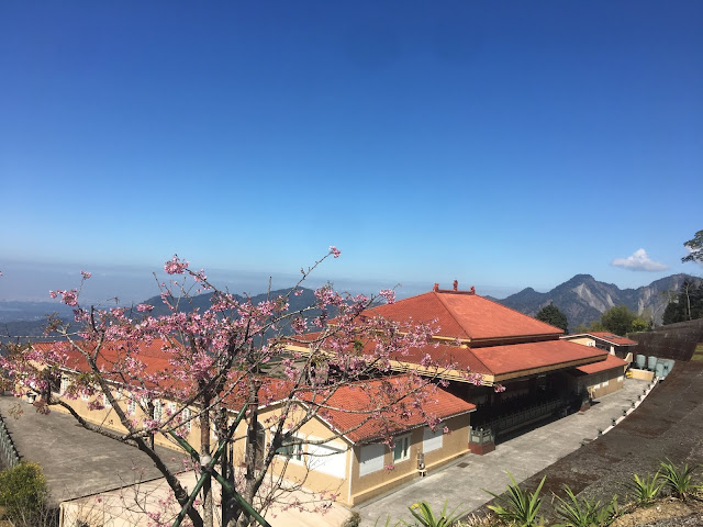 cherry blossom, mituo temple, chiayi, mountains, taiwan