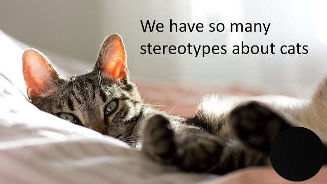 A sleepy tabby cat lies on a bed. Text reads We have so many stereotypes about cats