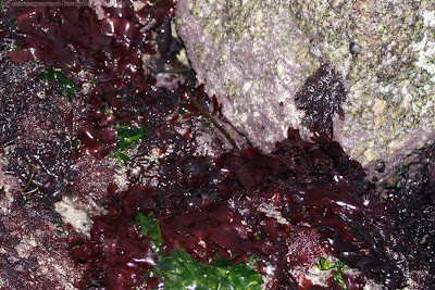 Dulse (palmaria palmata) et laitue de mer (ulva lactuca)