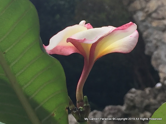 Plumeria Frangipani