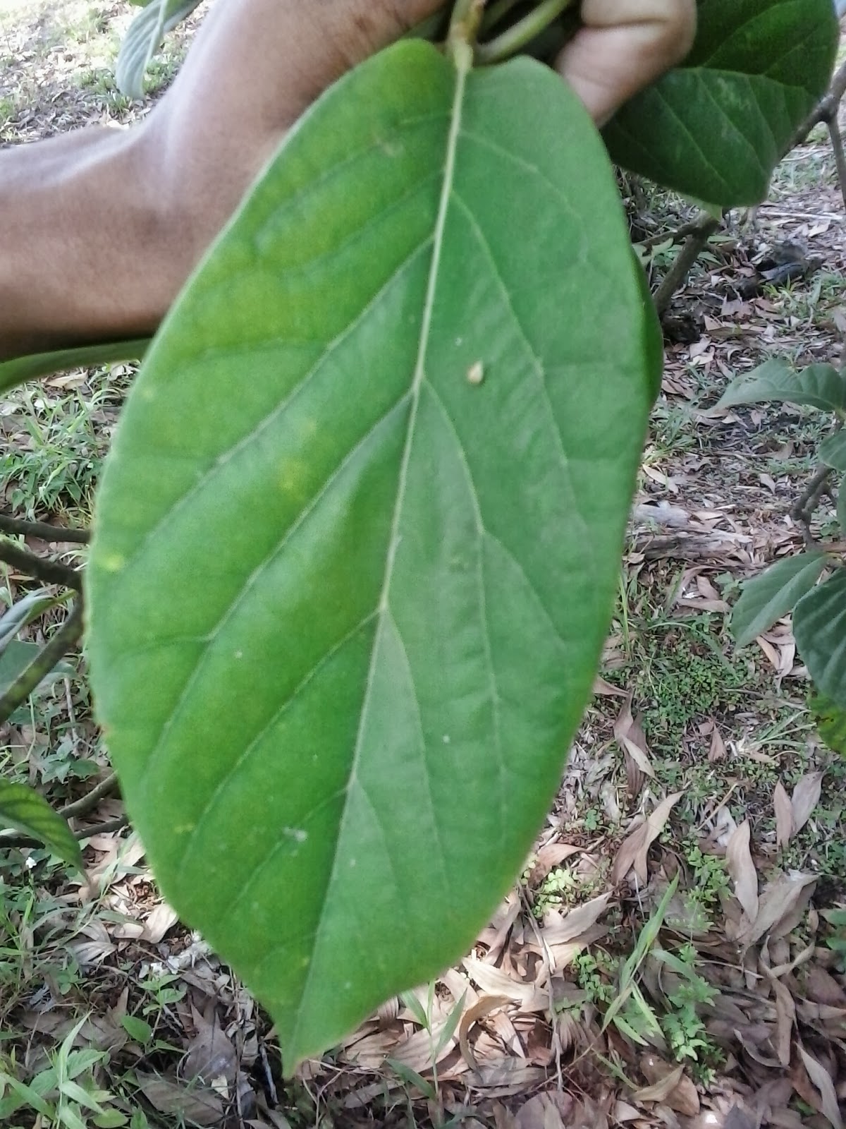 MORFOLOGI TUMBUHAN DUNIA FLORA BANGUN BENTUK  DAUN 