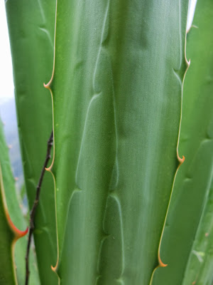 Patterns on Agave Leaves