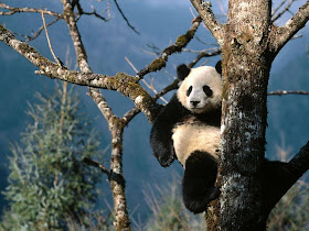 giant panda animal rare animal in zoo wallpaper