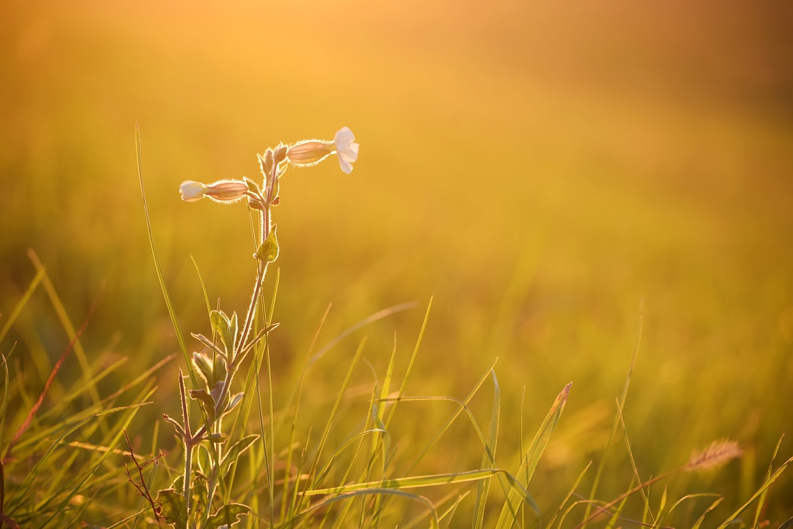 A little flower in the sunset