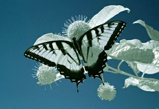 Black And White Butterfly New Destkop Wallpaper