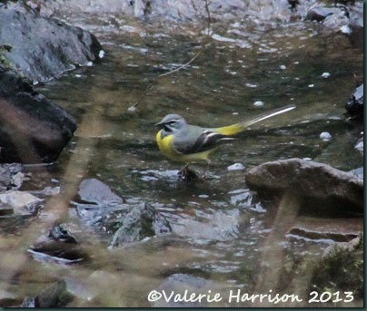 43-wagtail