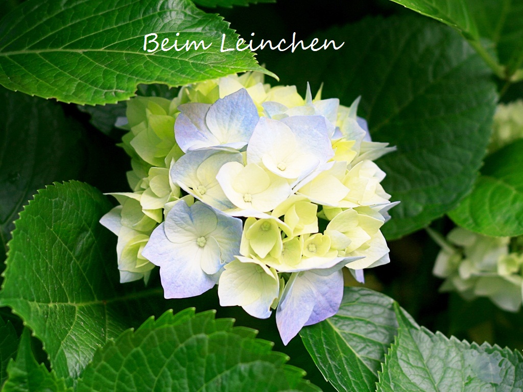 Beim Leinchen