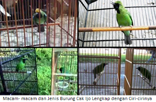 Macam- macam dan Jenis Burung Cak Ijo Lengkap dengan Ciri-cirinya