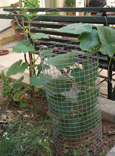 Cucumber plants growing