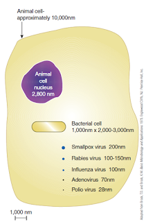 Perbandingan ukuran virus  dibandingkan dengan ukuran	sel bakteri dan sel hewan