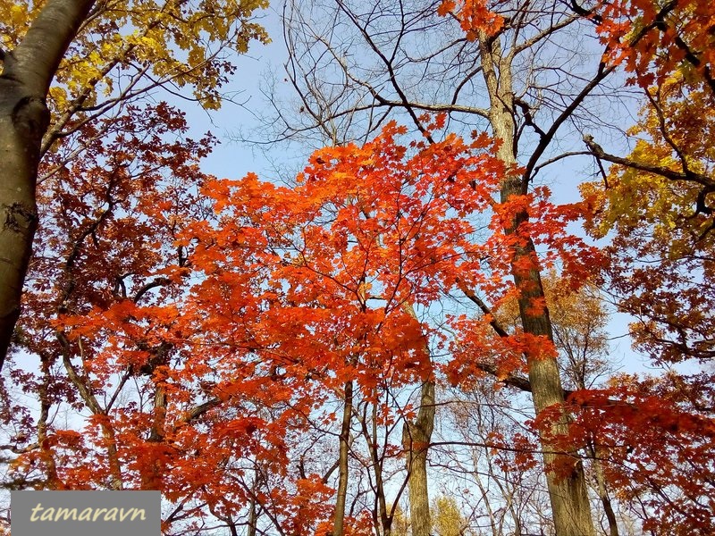 Клён ложнозибольдов (Acer pseudosieboldianum)