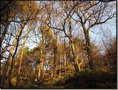 blog-08111604trees