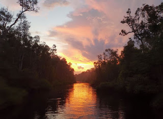 Indonesia, Borneo, Parque Nacional Tanjung Puting.