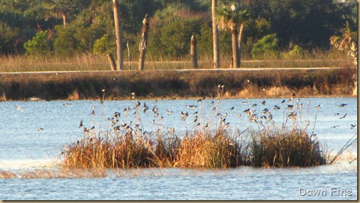 Viera wetlands_012