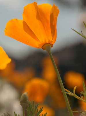 golden California poppy