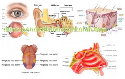 Media Pembelajaran Power Point SD/ MI Panca Indra Mata, Telinga, Hidung, Kulit, dan Lidah