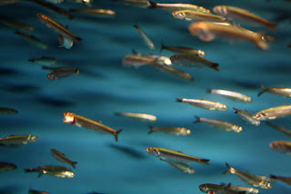 anchovies monterey aquarium