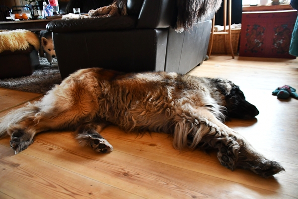 leonberger