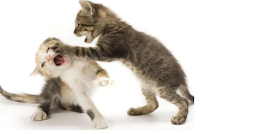 56 Top Pictures How To Tell If Cats Are Playing Or Fighting - 3 Ways to Know if Cats Are Playing or Fighting