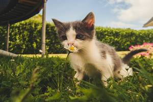 Cara Agar Kucing Tidak Buang Air Besar Di Halaman Rumah