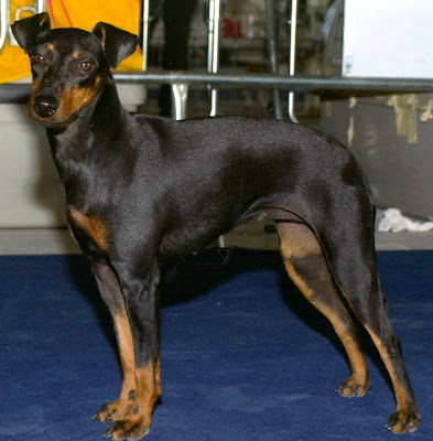 Manchester Terrier